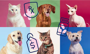 Pet Insurance